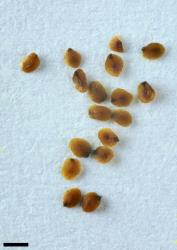 Veronica petriei. Seeds. Scale = 1 mm.
 Image: P.J. Garnock-Jones © Landcare Research CC-BY-NC 3.0 NZ